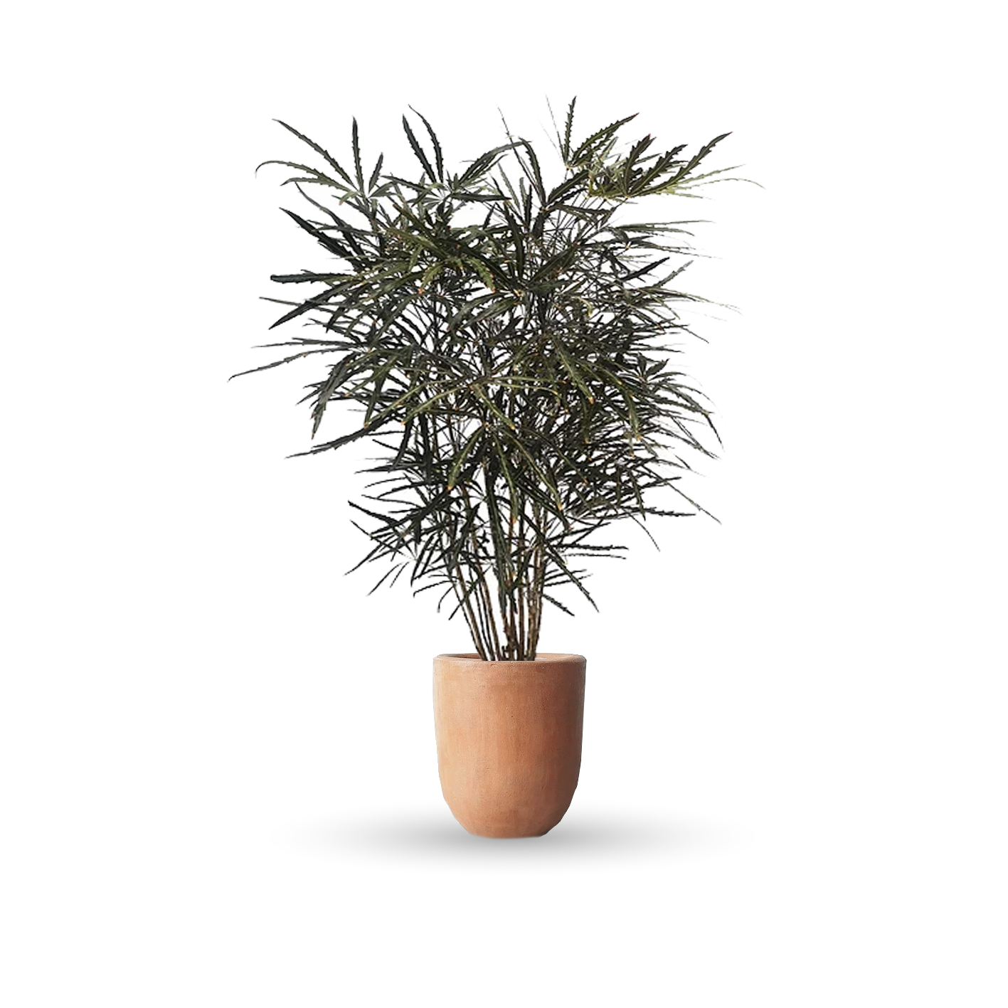 Aralia elegantísima (Grande)