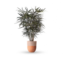 Cargar imagen en el visor de la galería, Aralia elegantísima (Grande)
