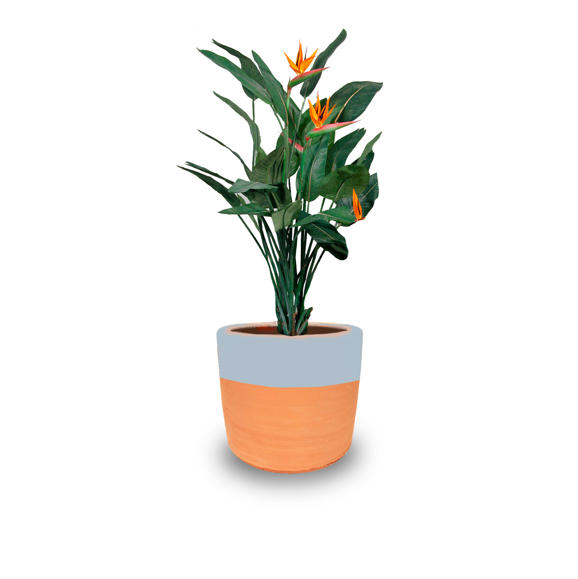 Ave de Paraíso (Jumbo)