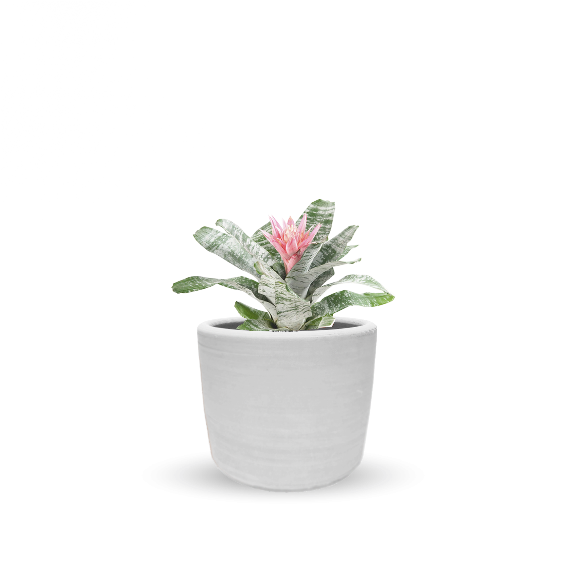 Bromelia (Grande)