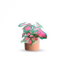 Cargar imagen en el visor de la galería, Caladium (Chico)
