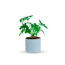 Cargar imagen en el visor de la galería, Garra de león (Chica)