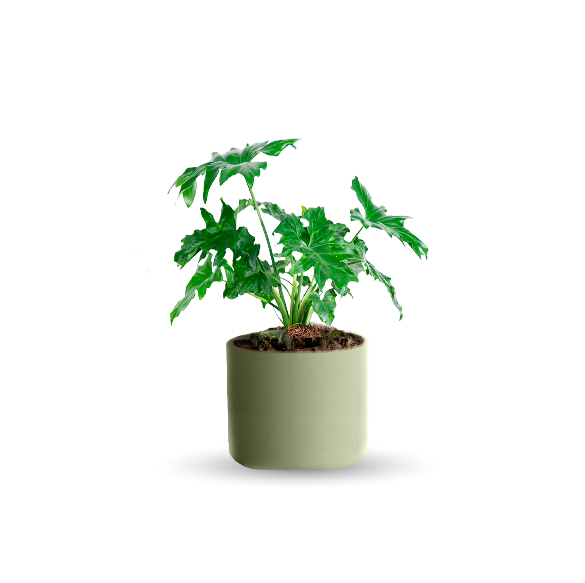 Garra de león (Chica)