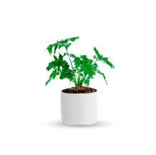 Cargar imagen en el visor de la galería, Garra de león (Chica)