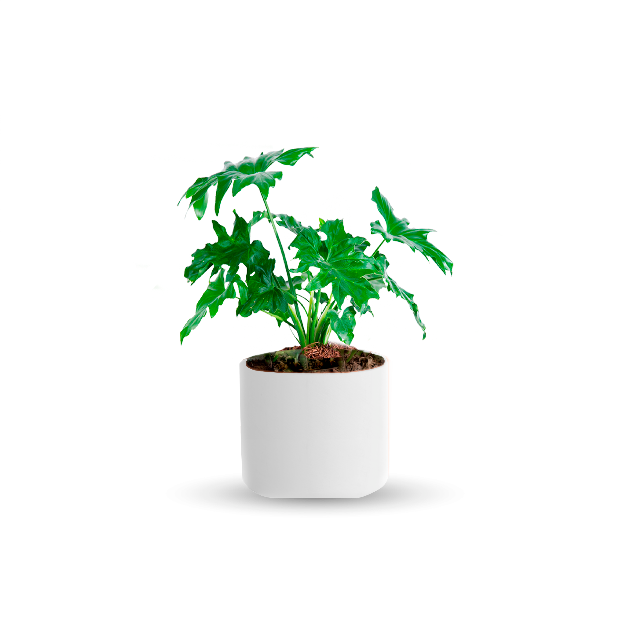 Garra de león (Chica)