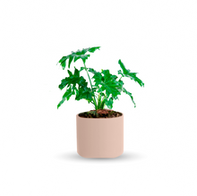 Cargar imagen en el visor de la galería, Garra de león (Chica)