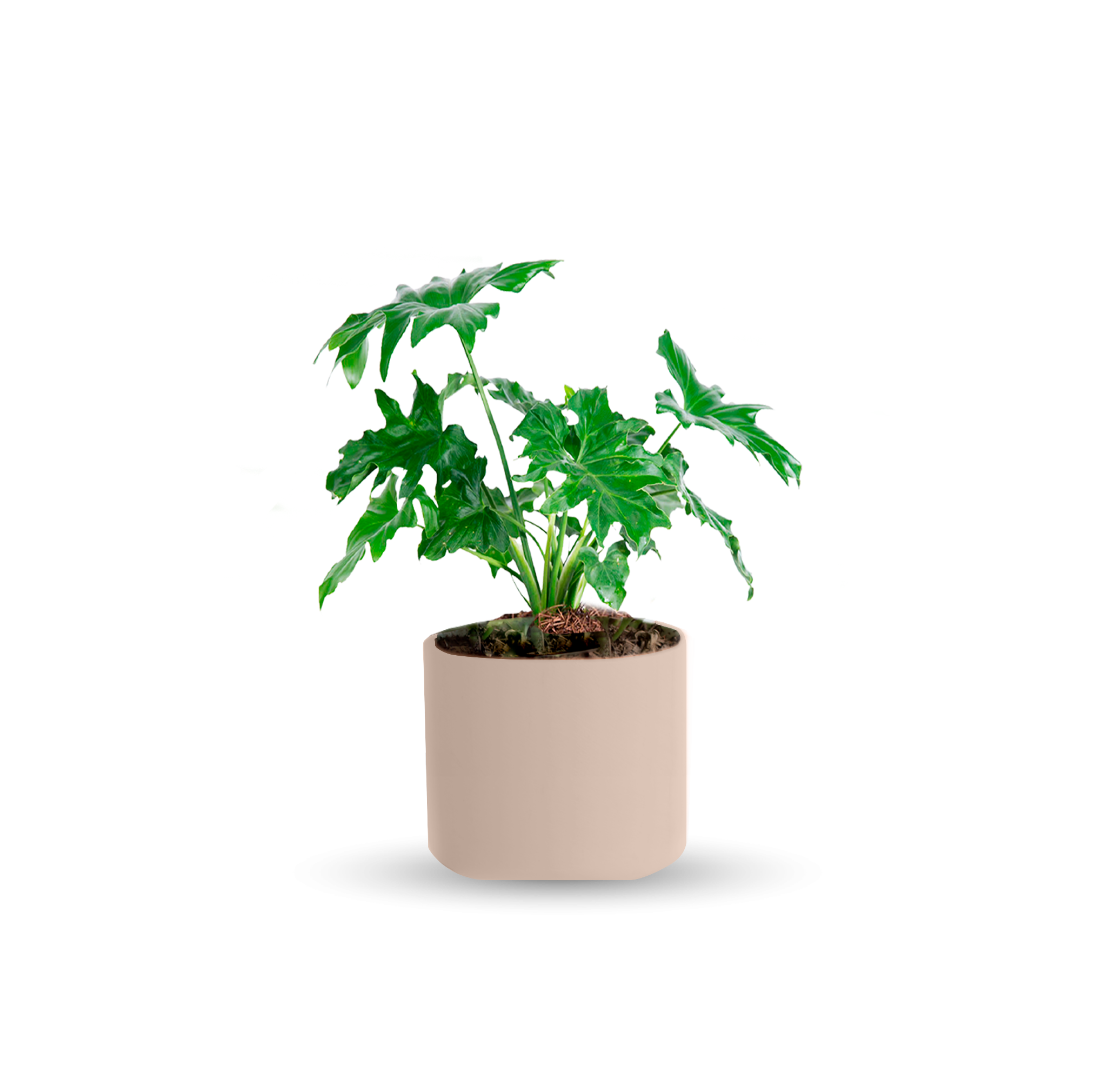 Garra de león (Chica)