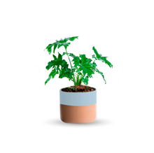 Cargar imagen en el visor de la galería, Garra de león (Chica)