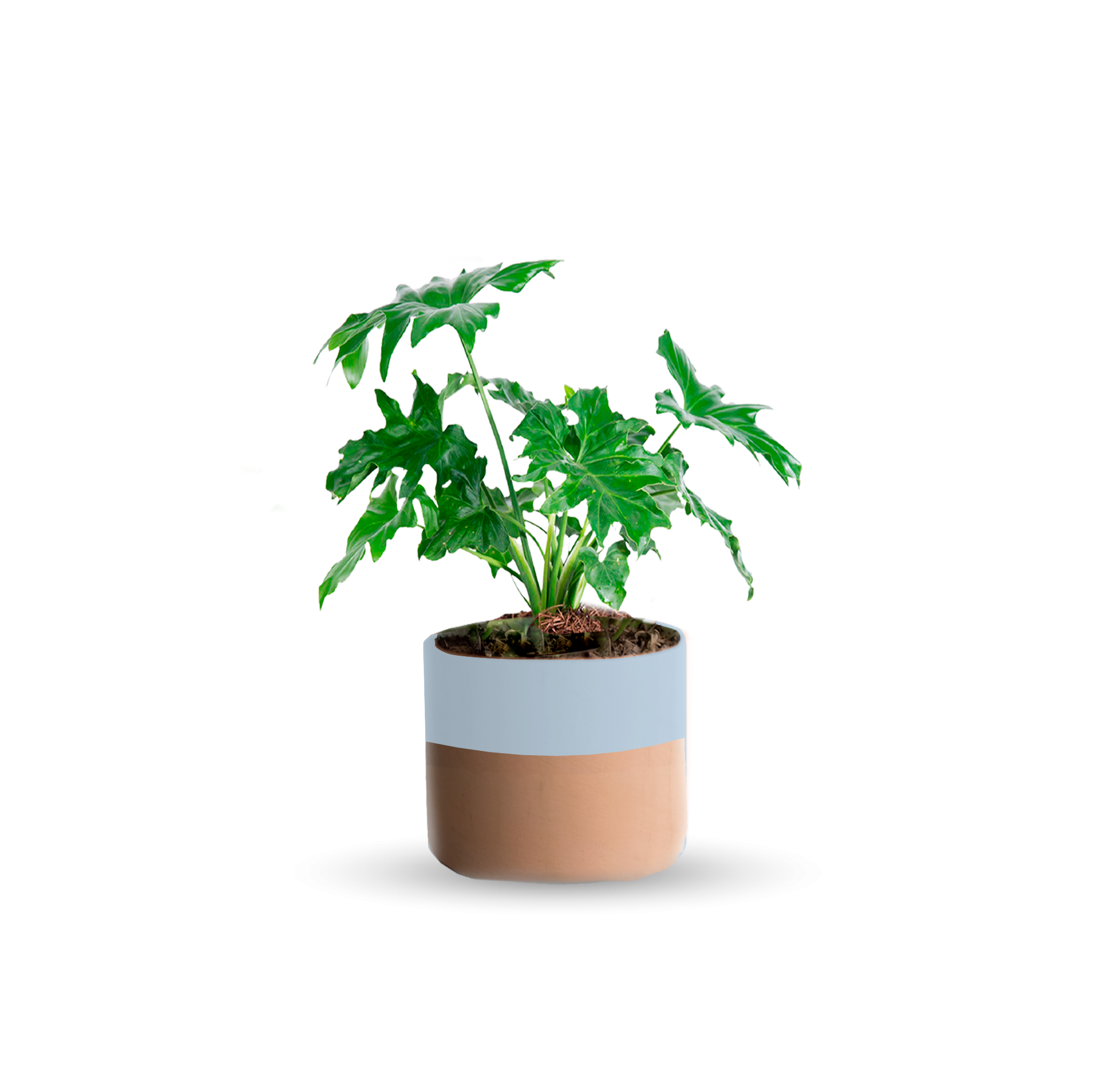 Garra de león (Chica)