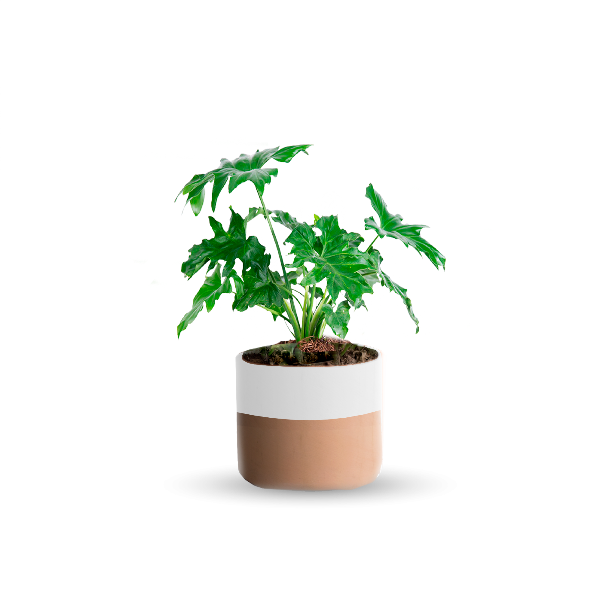 Garra de león (Chica)