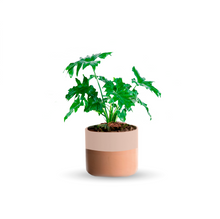 Cargar imagen en el visor de la galería, Garra de león (Chica)