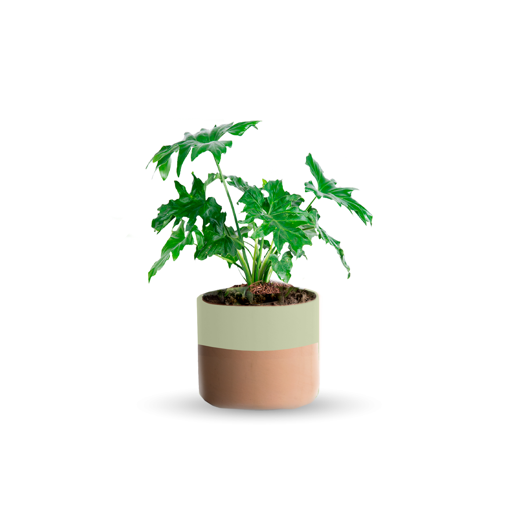 Garra de león (Chica)