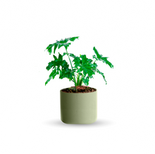 Cargar imagen en el visor de la galería, Garra de león (Chica)