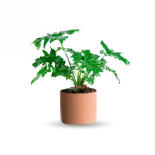 Cargar imagen en el visor de la galería, Garra de león (Chica)