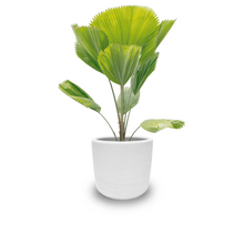 Cargar imagen en el visor de la galería, Licuala (Jumbo)
