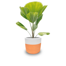 Cargar imagen en el visor de la galería, Licuala (Jumbo)
