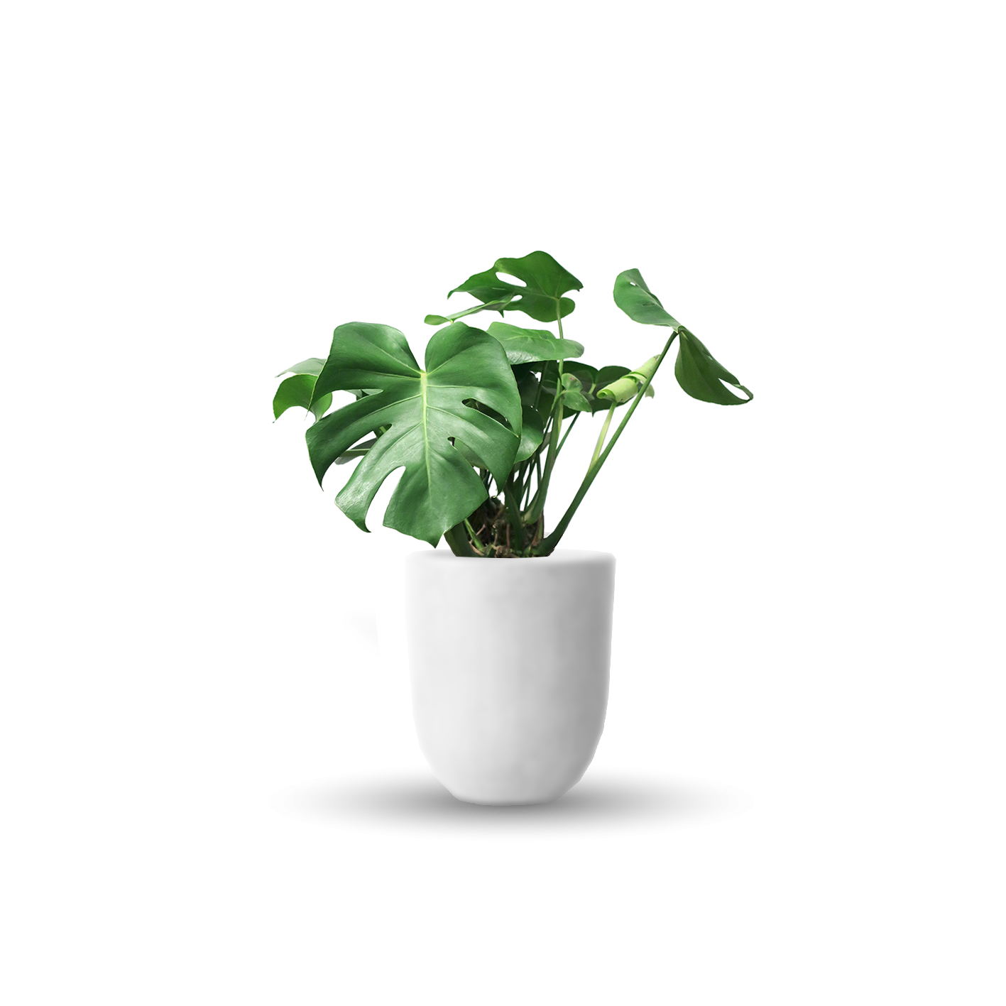 Monstera deliciosa (Con maceta y plato)