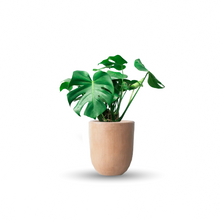Cargar imagen en el visor de la galería, Monstera deliciosa (Con maceta y plato)

