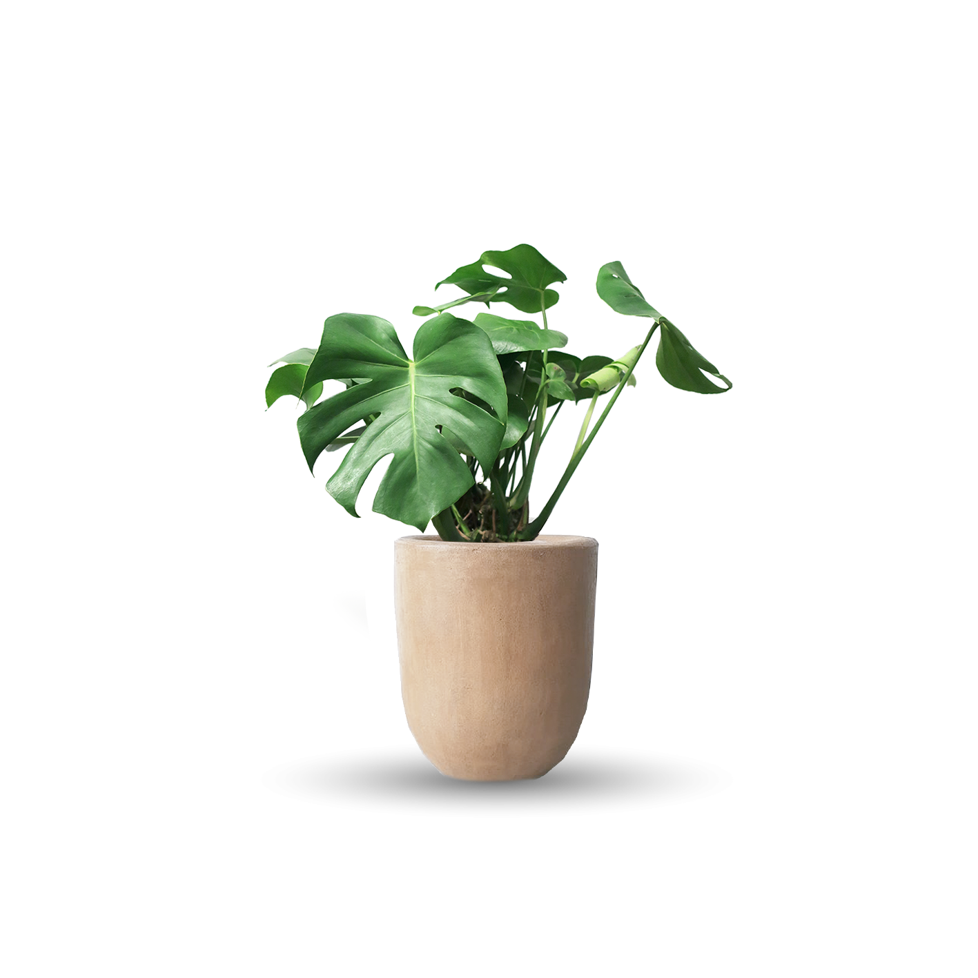 Monstera deliciosa (Con maceta y plato)