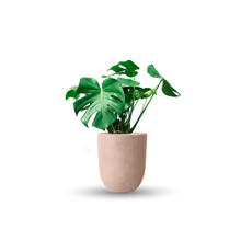 Cargar imagen en el visor de la galería, Monstera deliciosa (Con maceta y plato)
