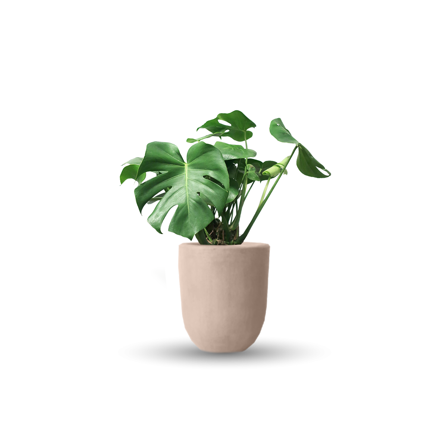 Monstera deliciosa (Con maceta y plato)