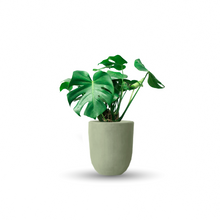Cargar imagen en el visor de la galería, Monstera deliciosa (Con maceta y plato)
