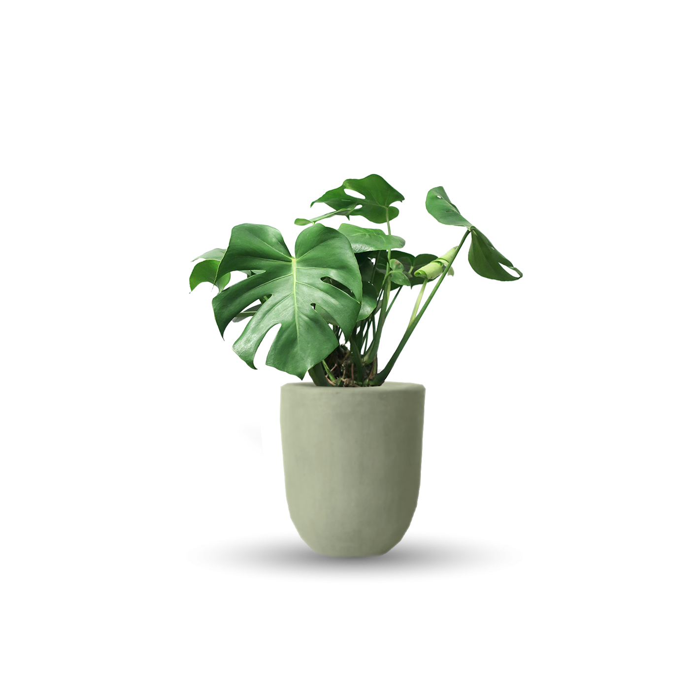 Monstera deliciosa (Con maceta y plato)