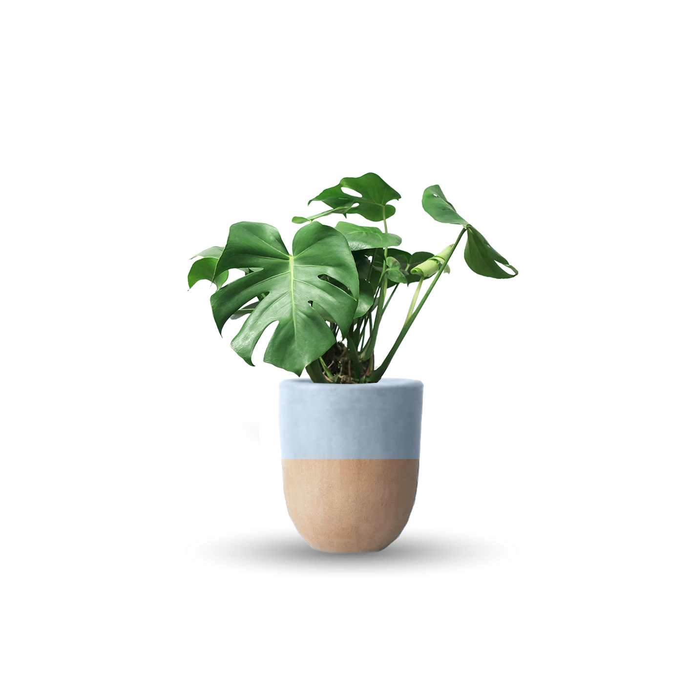 Monstera deliciosa (Con maceta y plato)