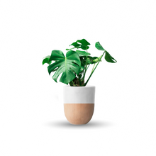 Cargar imagen en el visor de la galería, Monstera deliciosa (Con maceta y plato)
