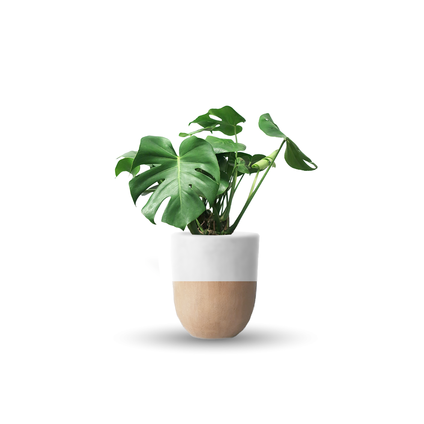 Monstera deliciosa (Con maceta y plato)