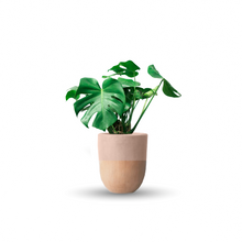 Cargar imagen en el visor de la galería, Monstera deliciosa (Con maceta y plato)
