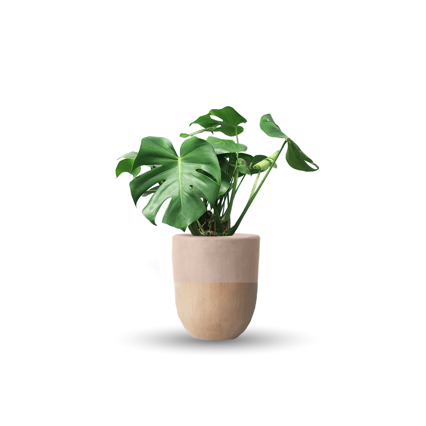 Monstera deliciosa (Con maceta y plato)