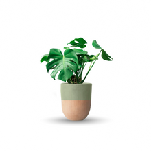 Cargar imagen en el visor de la galería, Monstera deliciosa (Con maceta y plato)

