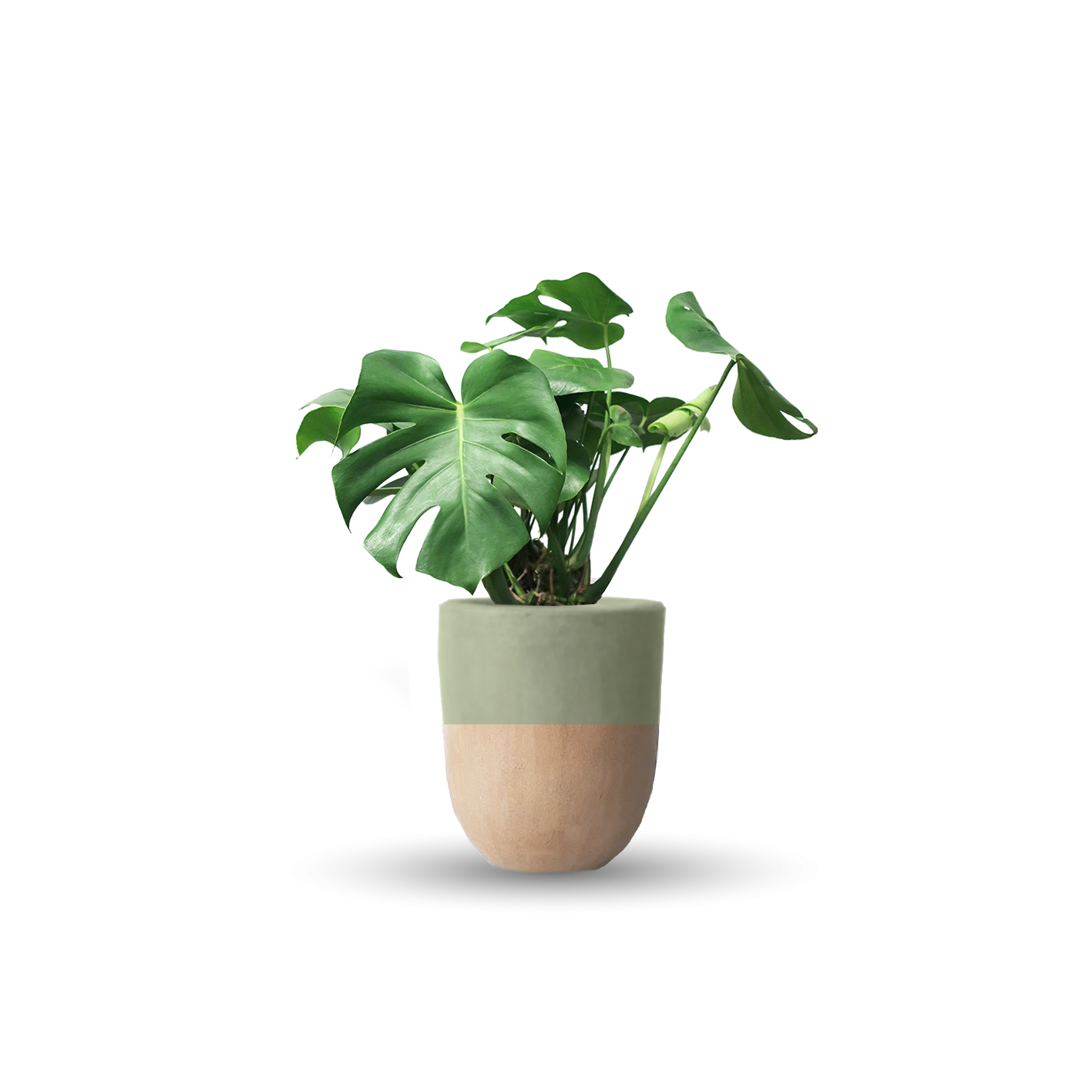 Monstera deliciosa (Con maceta y plato)