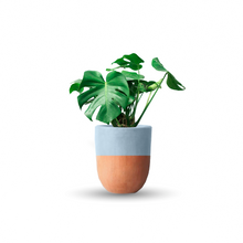 Cargar imagen en el visor de la galería, Monstera deliciosa (Con maceta y plato)
