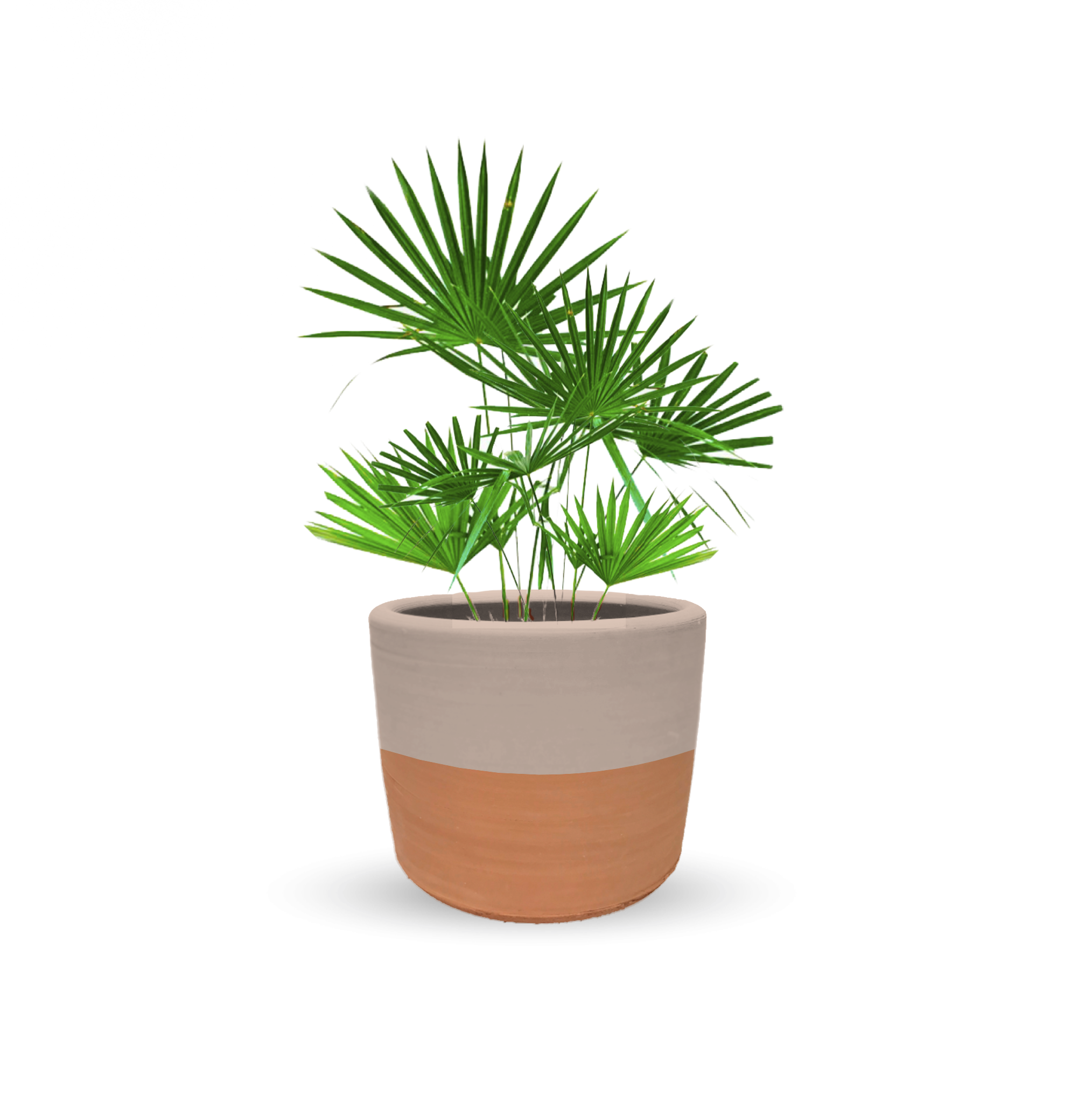 Palma estrella (Grande)