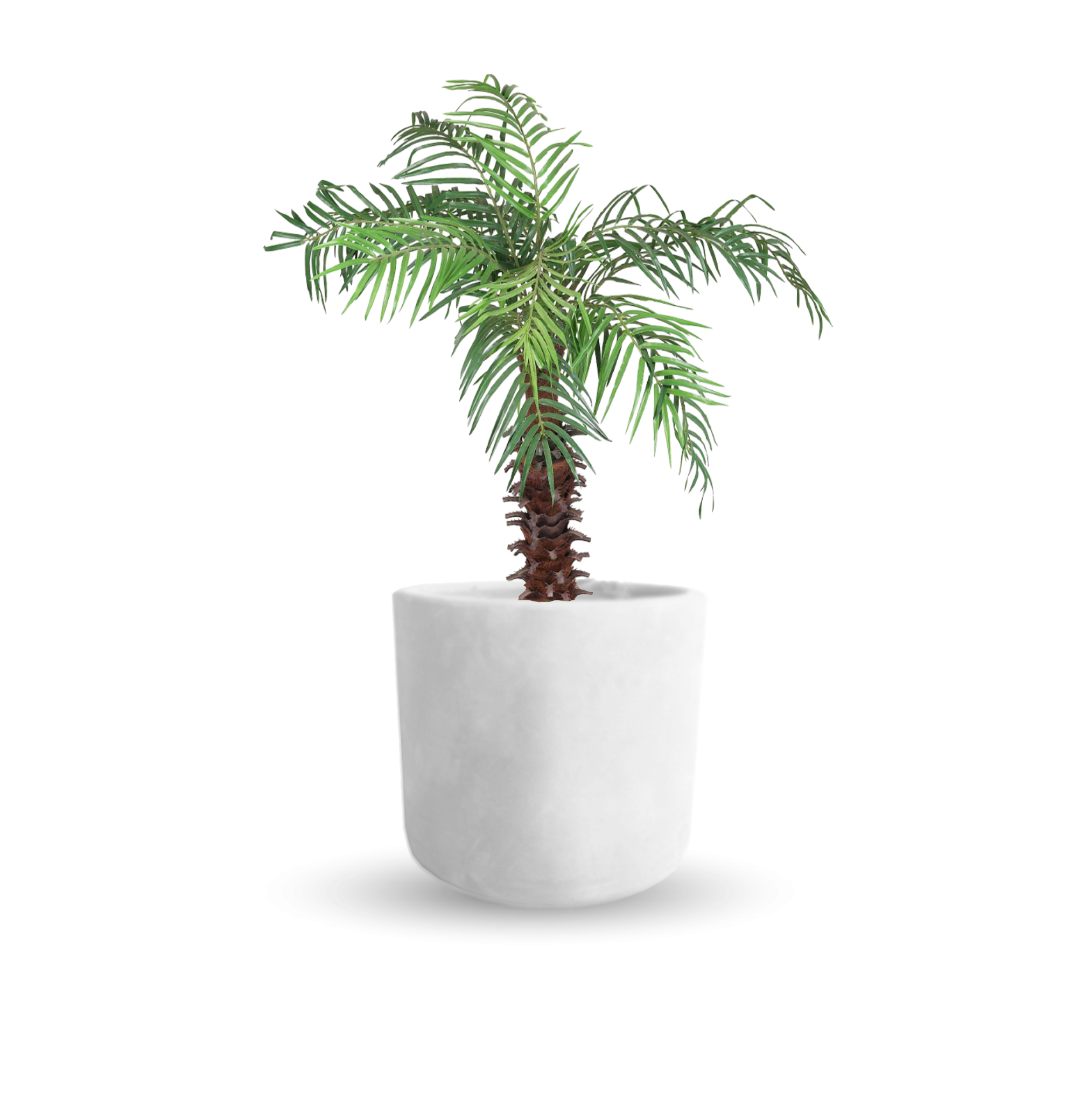 Palma rubelina (Grande)