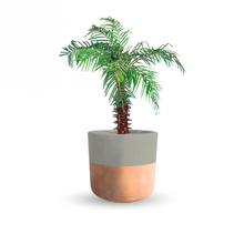 Cargar imagen en el visor de la galería, Palma rubelina (Grande)
