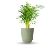 Cargar imagen en el visor de la galería, Palma areca (Con maceta y plato)
