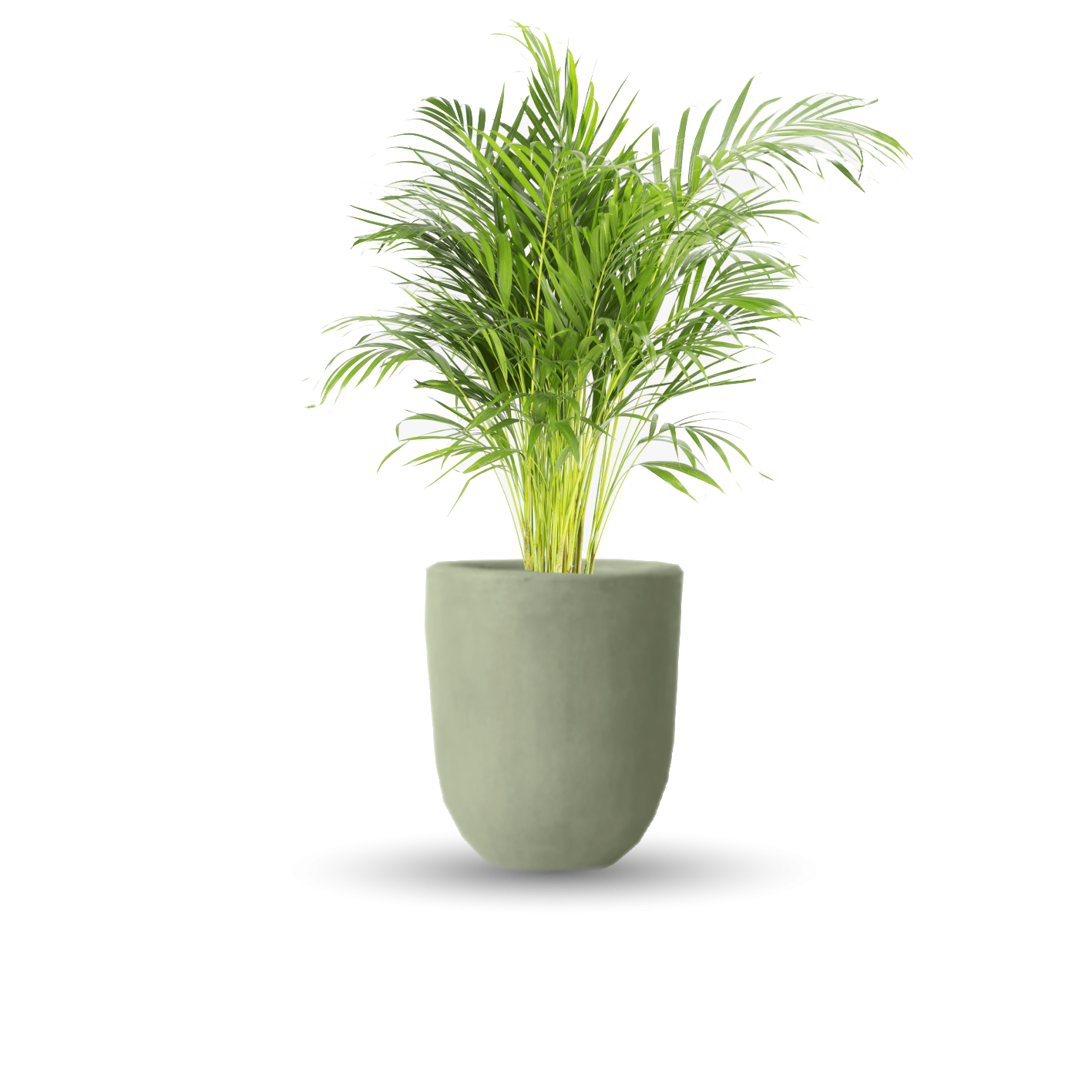 Palma areca (Con maceta y plato)