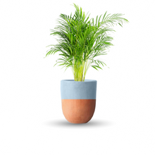 Cargar imagen en el visor de la galería, Palma areca (Con maceta y plato)
