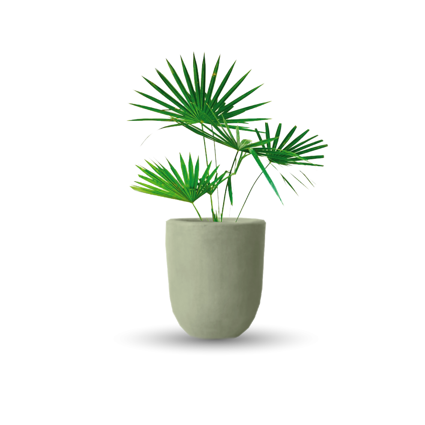 Palma estrella (Grande)