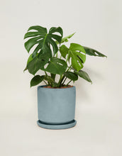 Cargar imagen en el visor de la galería, Monstera deliciosa (Con maceta y plato)
