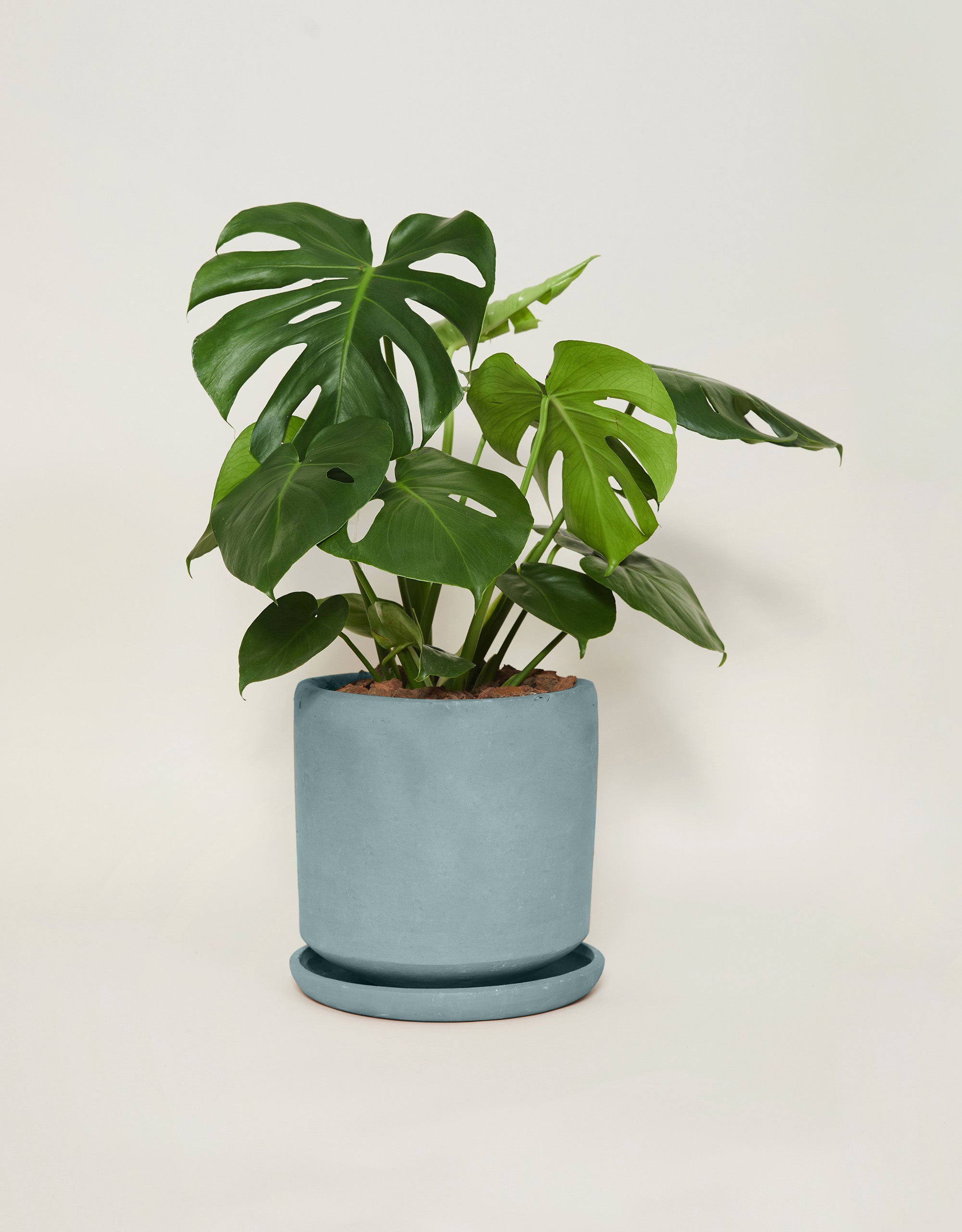 Monstera deliciosa (Con maceta y plato)