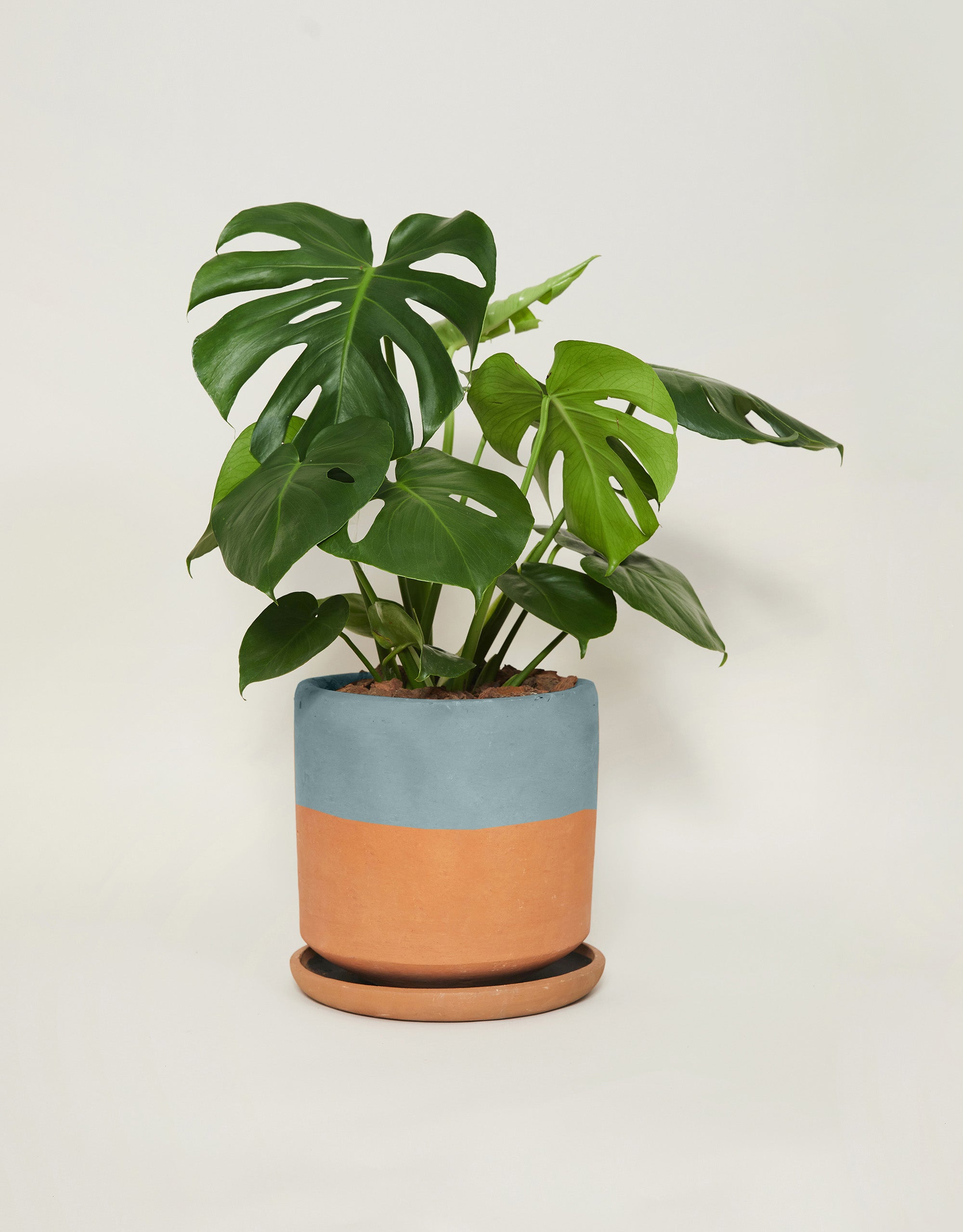 Monstera deliciosa (Con maceta y plato)