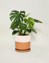 Cargar imagen en el visor de la galería, Monstera deliciosa (Con maceta y plato)
