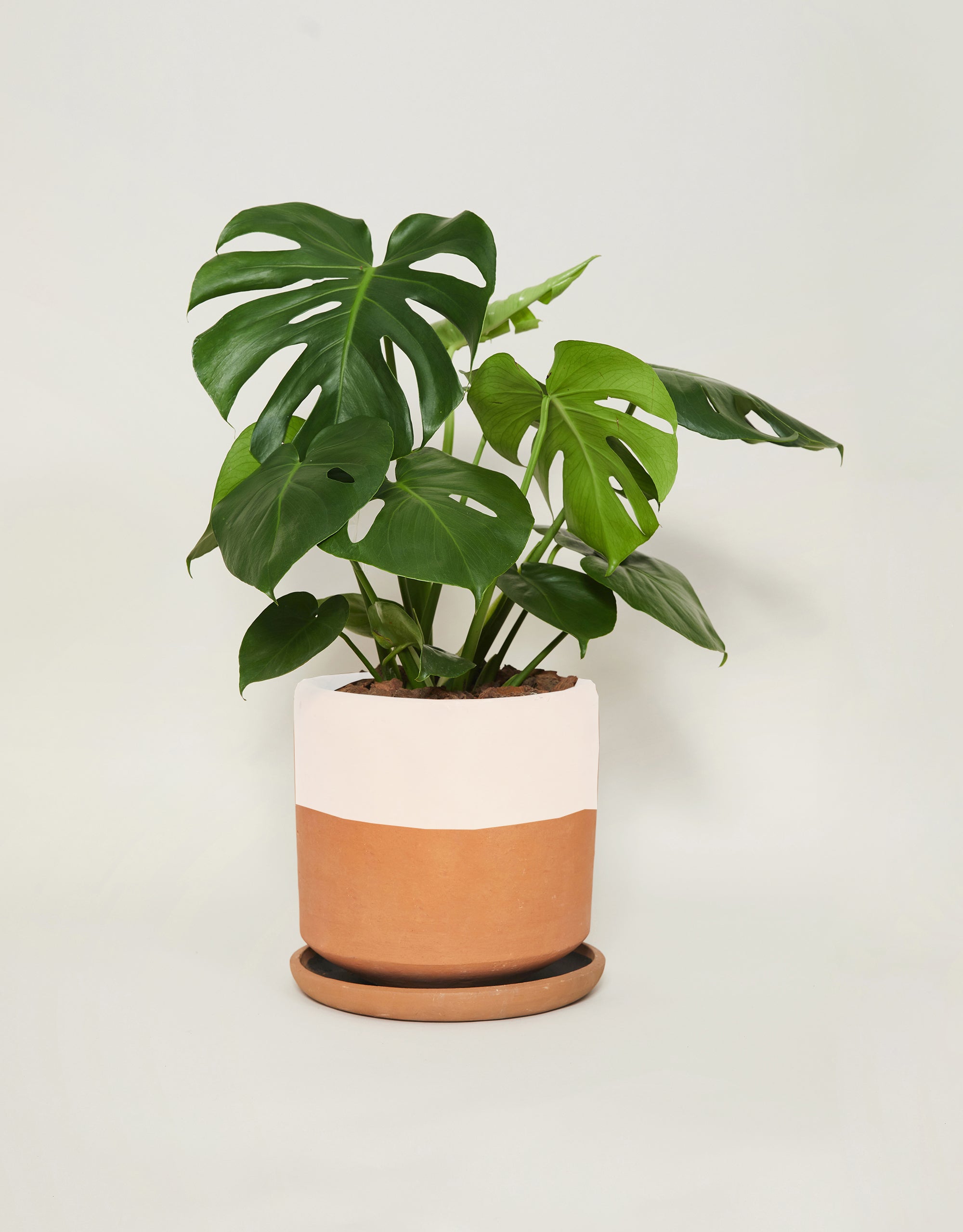 Monstera deliciosa (Con maceta y plato)