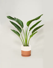 Cargar imagen en el visor de la galería, Ave Viajera (Con maceta y plato)
