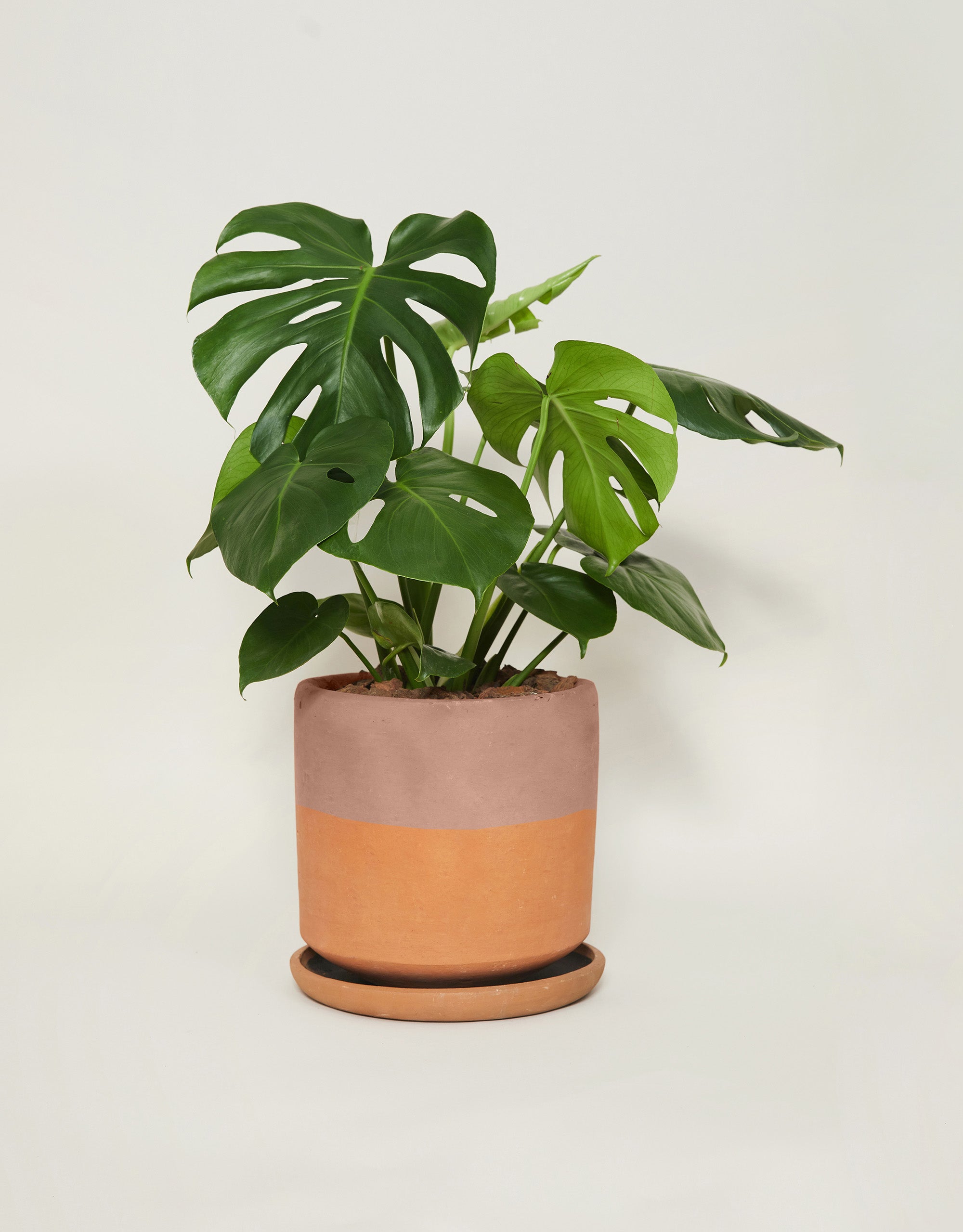 Monstera deliciosa (Con maceta y plato)