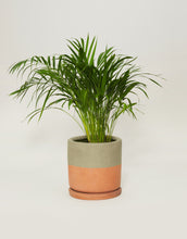 Cargar imagen en el visor de la galería, Palma areca (Con maceta y plato)
